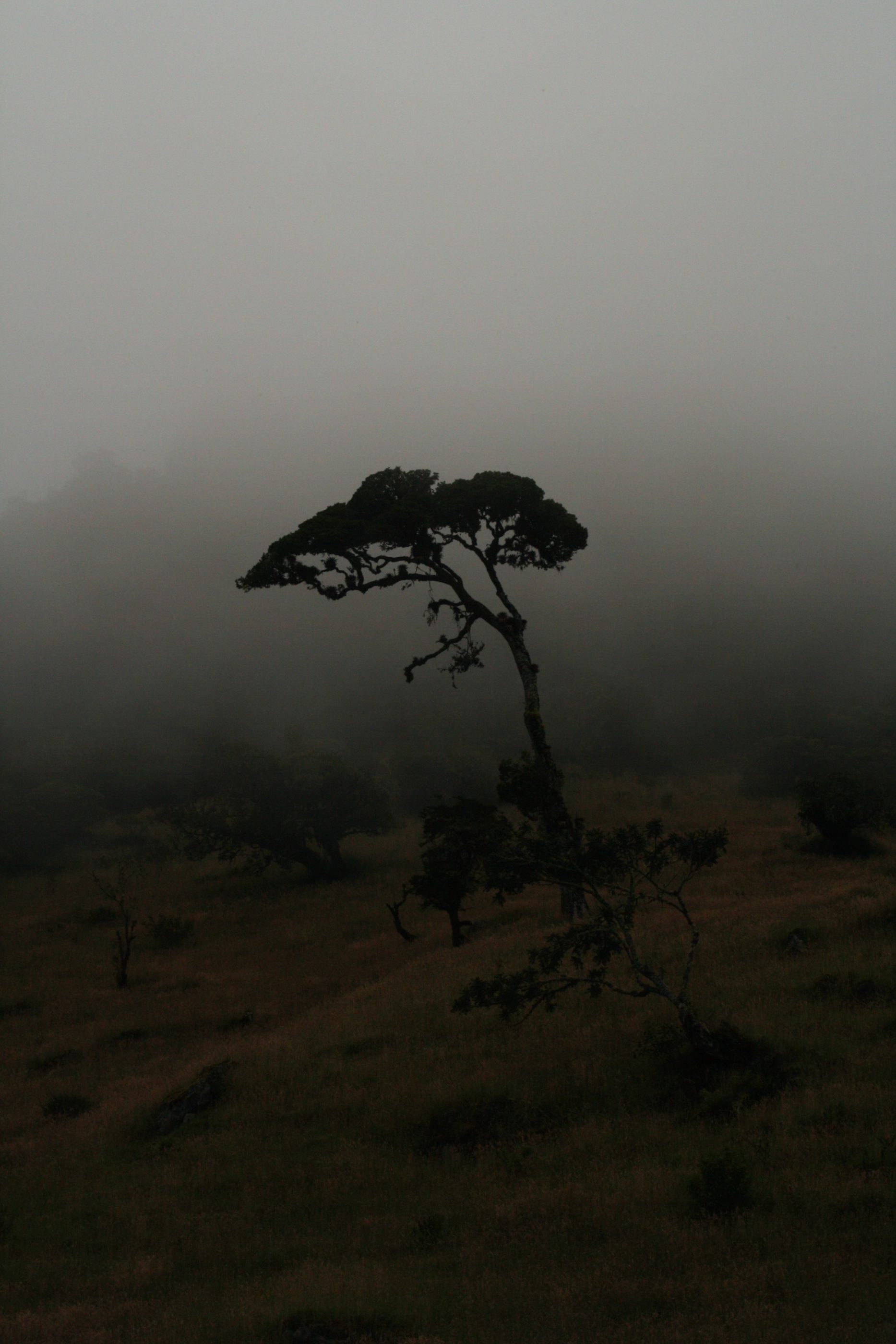 Der Nebel verschluckt das Tageslicht